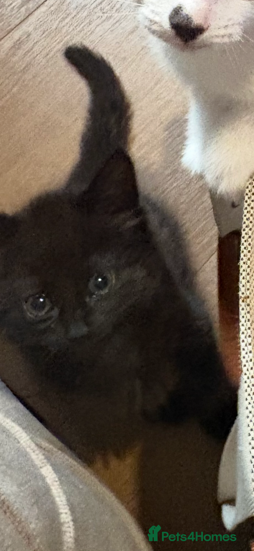 Ragdoll cats for sale: 1 Ragdoll cross female left ready now  - Image 3
