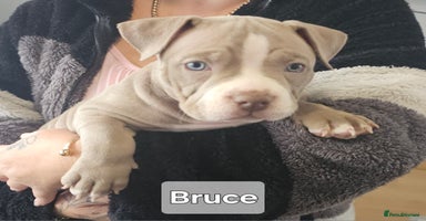 American Bully dogs - Advert 16