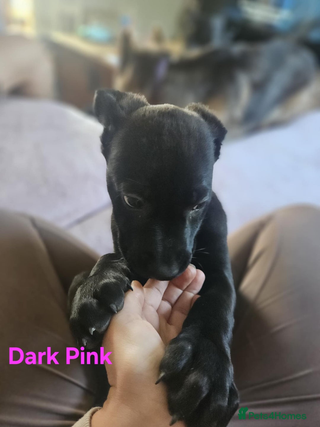 Mixed Breed dogs for sale: 3 puppies left. We have 2 girls and a boy  - Image 4
