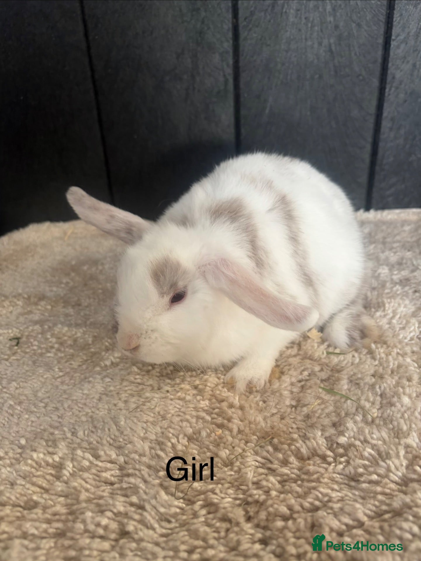 Mini Lop rabbits Stunning bunnies  - Advert 6