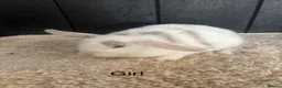 Mini Lop rabbits for sale: Stunning bunnies  - Advert 4