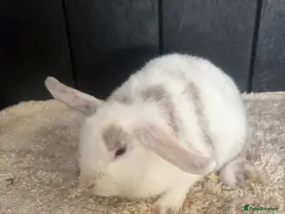 Mini Lop rabbits Stunning bunnies - Advert 6