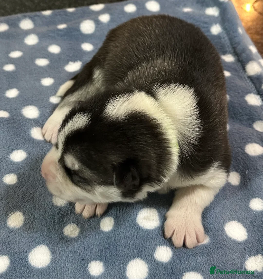 Siberian Husky dogs for sale: 4 Beautiful Siberian Husky Puppies - Advert 16