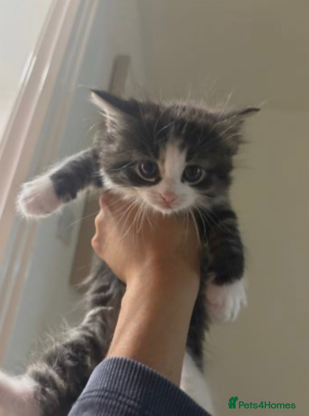 Ragdoll cats for sale: Ragdoll x bengal kittens  - Advert 3