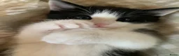 Mixed Breed cats for sale: Beautiful boy kitten  - Advert 2