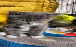 Mixed Breed cats for sale: Three beautiful kittens - Image 5