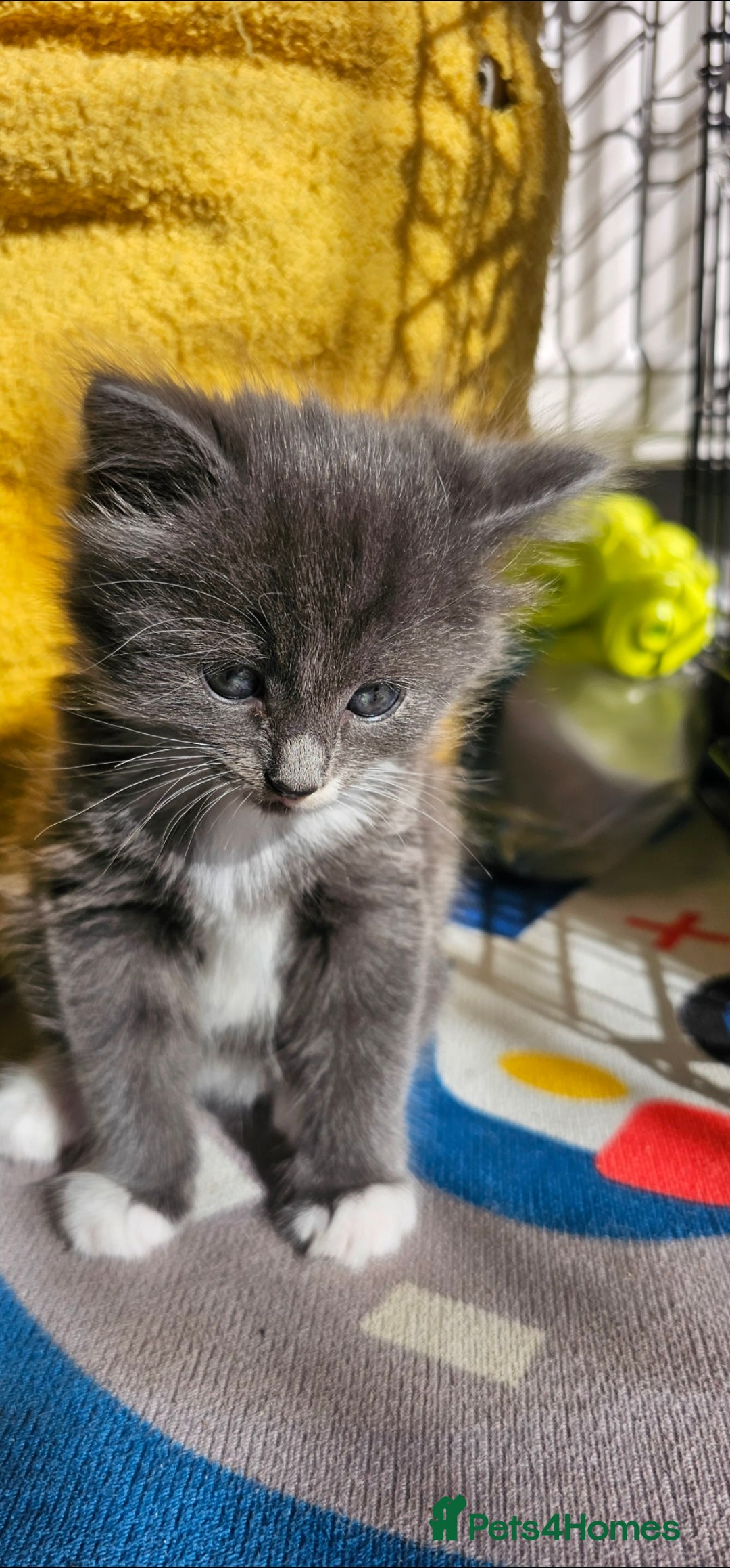 Mixed Breed cats for sale: Three beautiful kittens - Image 5