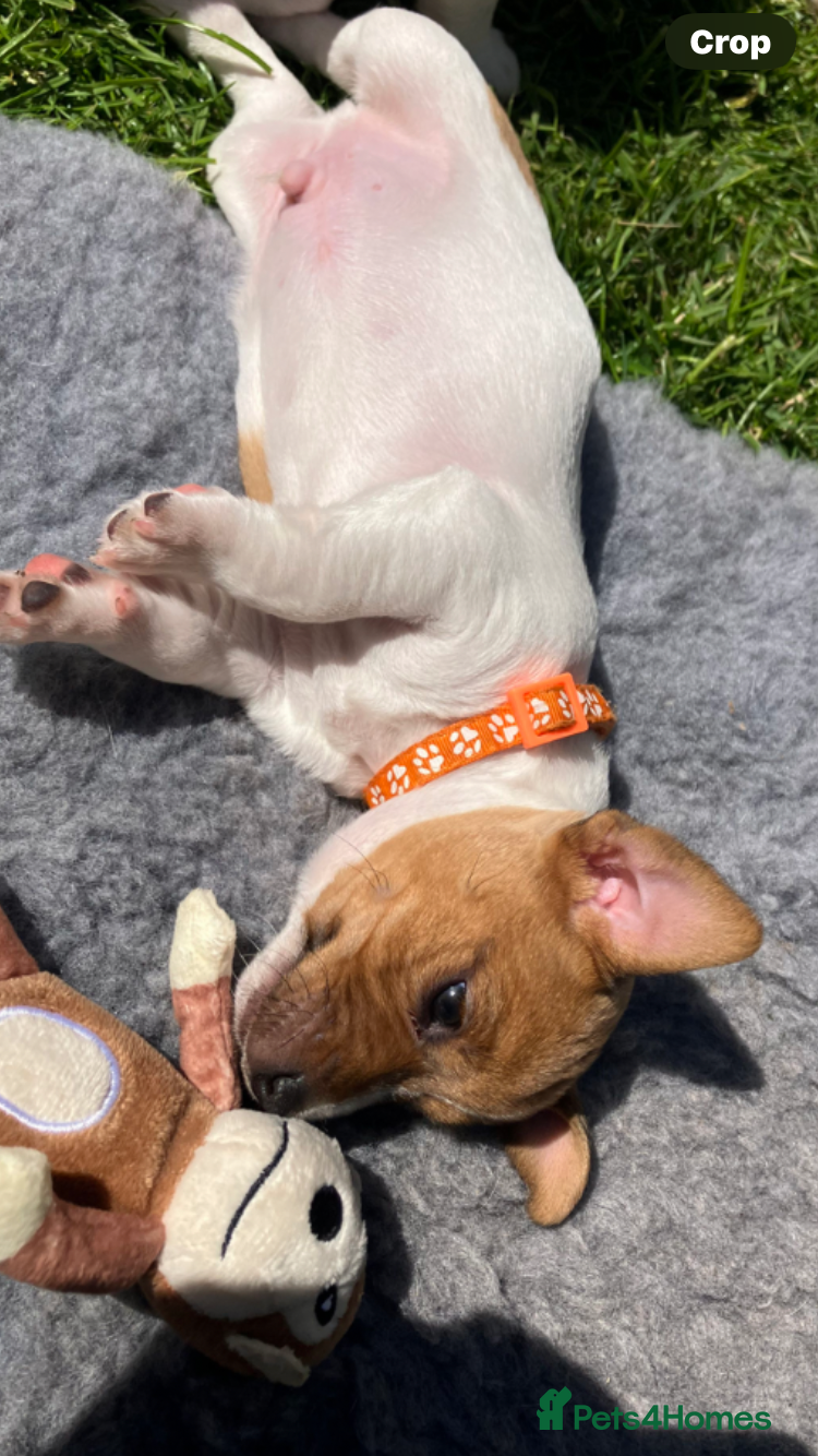 Jack Russell dogs Stunning Jack Russell Puppies  - Advert 2