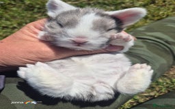English Lop rabbits for sale: Beautiful lilac split lop buck  - Image 3