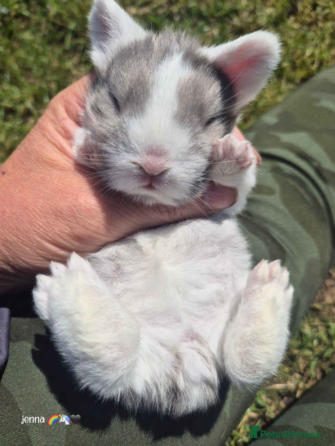 English Lop rabbits for sale: Beautiful lilac split lop buck  - Image 3