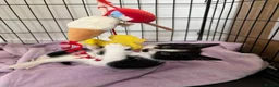 Mixed Breed cats for sale: Beautiful Little Black & White Boy - Advert 8