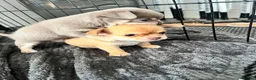 Chihuahua dogs for sale: Chihuahua puppies 2 boys kc registered  - Advert 19