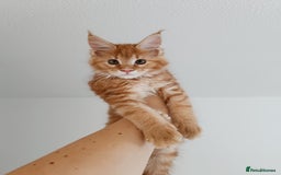Maine Coon cats for sale: Girl Maine Coon Ivy - Image 2