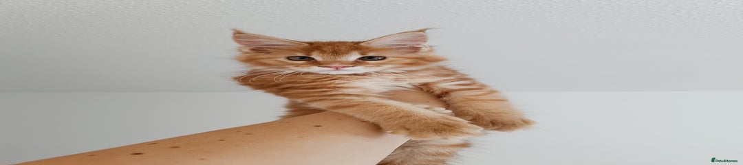 Maine Coon Kitten 1
