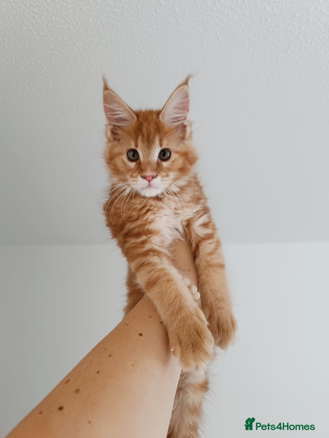 Maine Coon cats for sale: Girl Maine Coon Ivy - Image 2