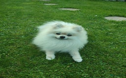 Pomeranian dogs for stud: Cream Pomeranian Stud Bersy in Preston - Image 5