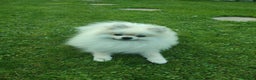 Pomeranian dogs for stud: Cream Pomeranian Stud Bersy in Preston - Advert 5