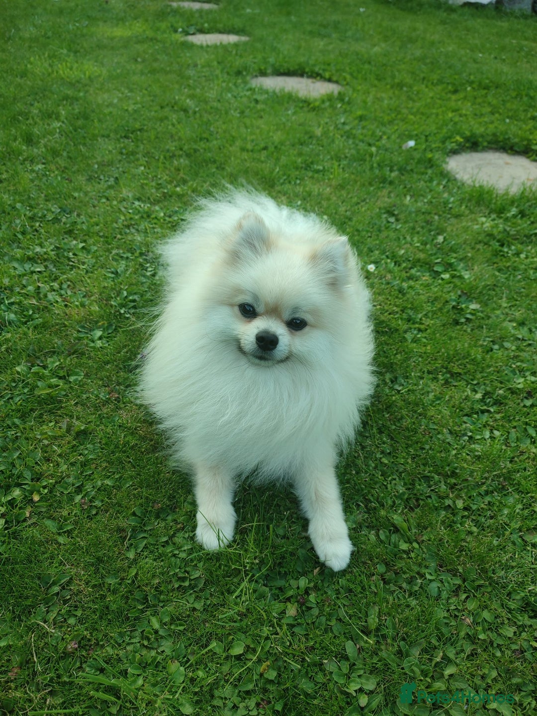 Pomeranian dogs for stud: Cream Pomeranian Stud Bersy in Preston - Image 5