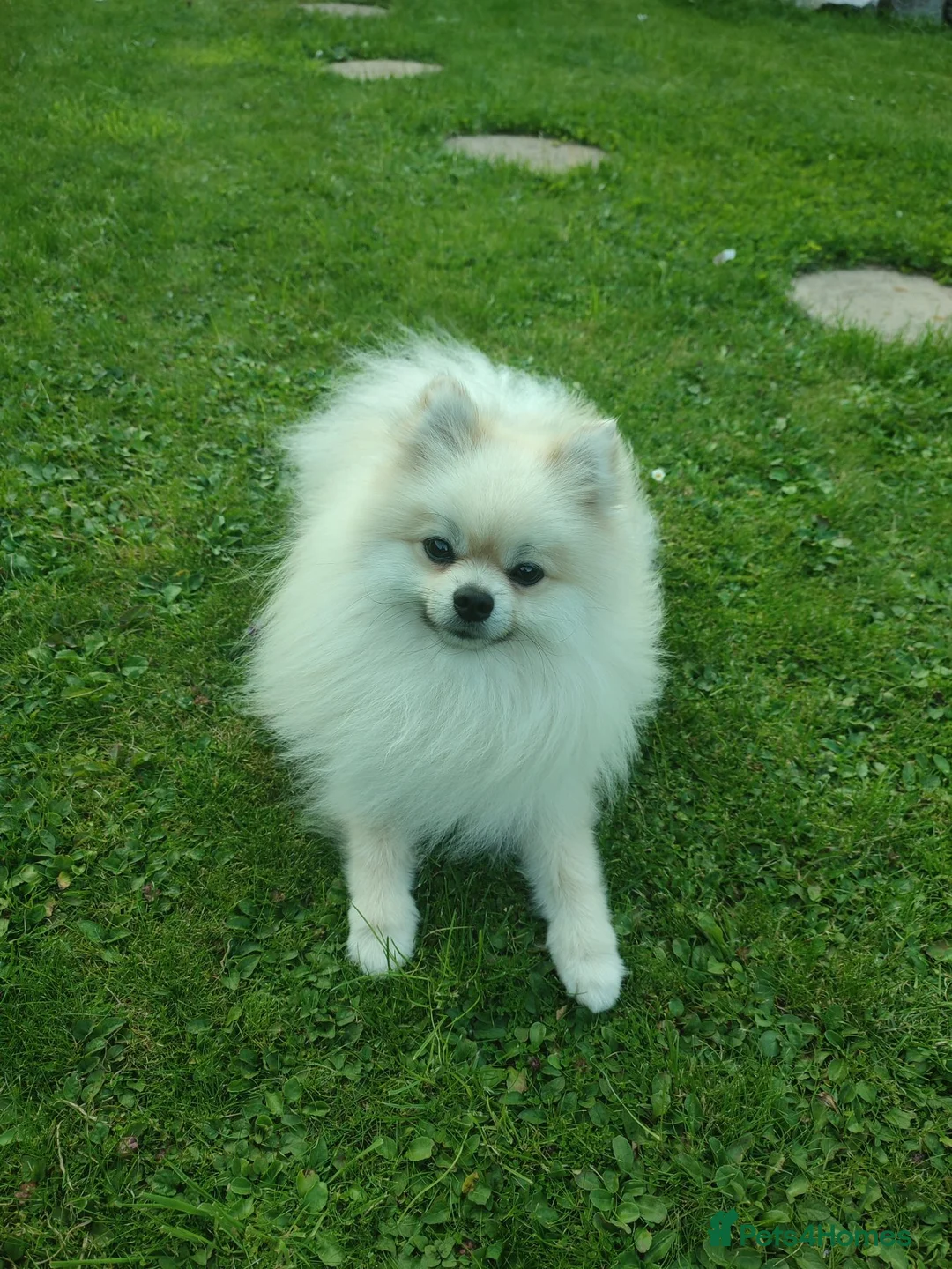 Pomeranian dogs for stud: Cream Pomeranian Stud Bersy in Preston - Advert 5