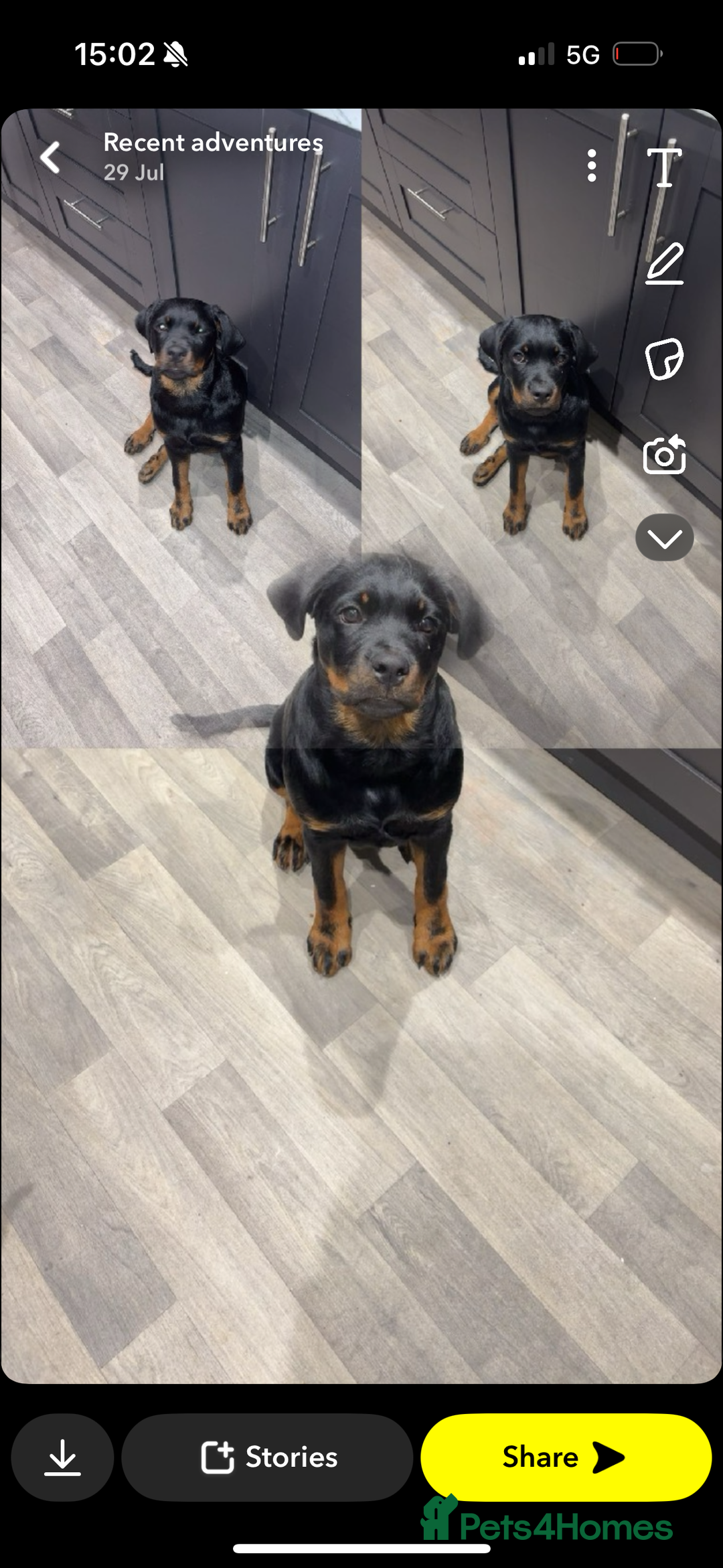 Rottweiler dogs for sale: Rottweiler Cali - Image 4