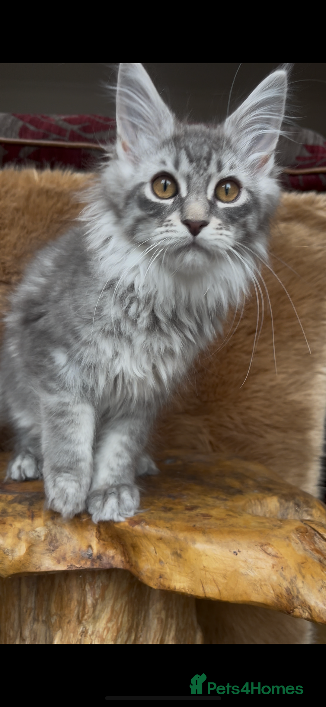 Maine Coon cats for sale: 🏆 PEDIGREE MAINE COON KITTENS GCCF 🏆  - Image 8