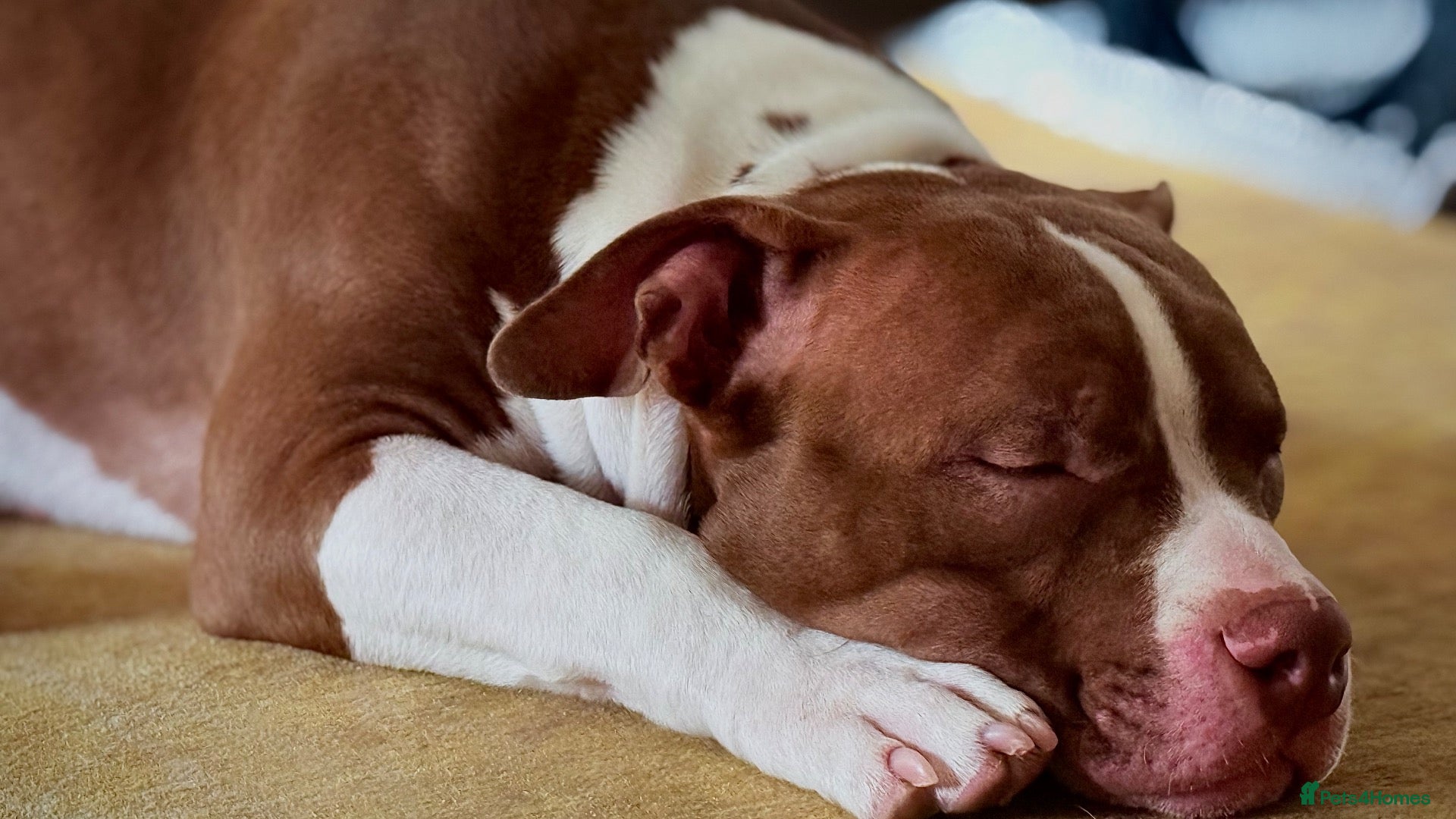 American Bully dogs Pet for home, 6months old pocket - Advert 2