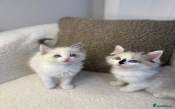 Ragdoll cats for sale: 🎀 Ragdoll kittens 🎀 2 left - Image 17