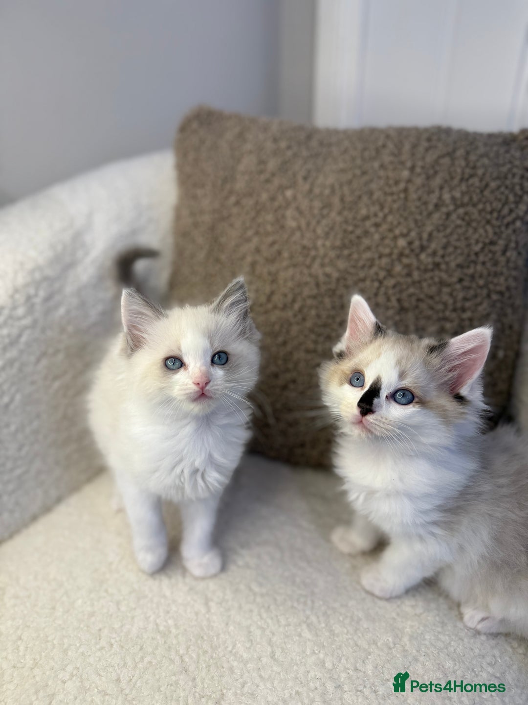 Ragdoll cats for sale: 🎀 Ragdoll kittens 🎀 2 left - Image 17