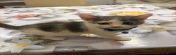 Mixed Breed cats for sale:  Mix British short hair kitten  - Advert 22