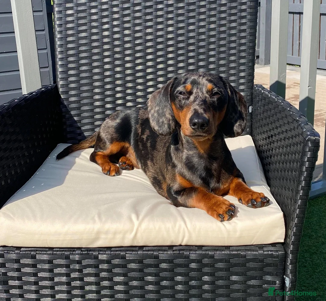 Dachshund dogs for stud: Mini Smooth KCReg Silver Dapple Health Tested Stud in Irvine - Advert 5