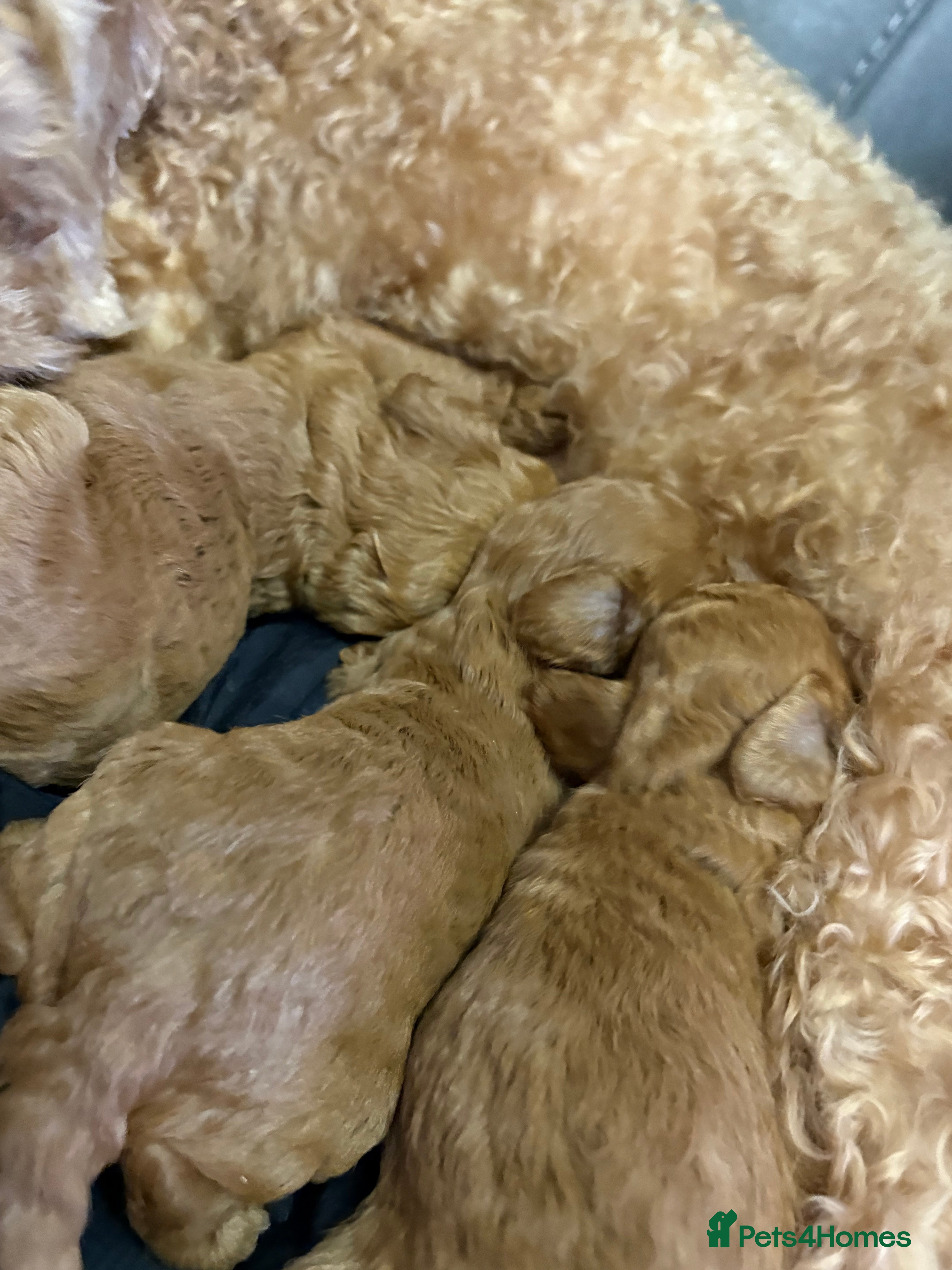 Cavapoo dogs Cavapoo x toy poodle puppies - Advert 5