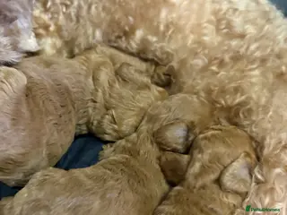 Cavapoo dogs Cavapoo x toy poodle puppies - Advert 5