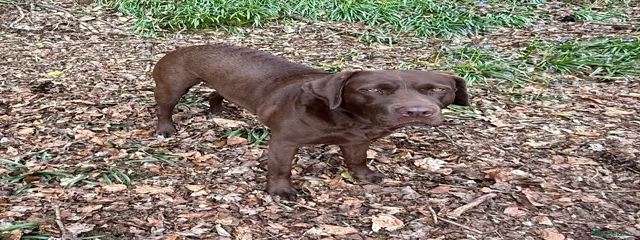 Miss Coco Wilfred Spencer