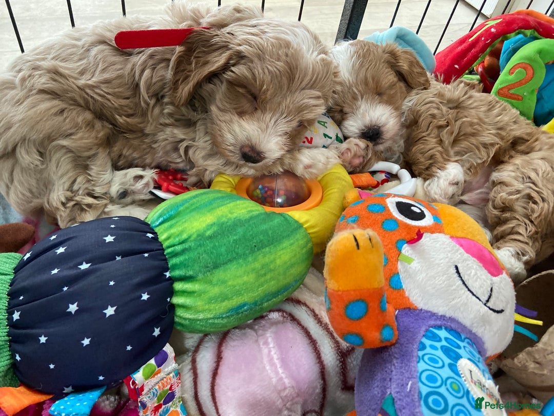 Maltipoo dogs for sale: Beautiful, health tested maltipoos  - Image 9