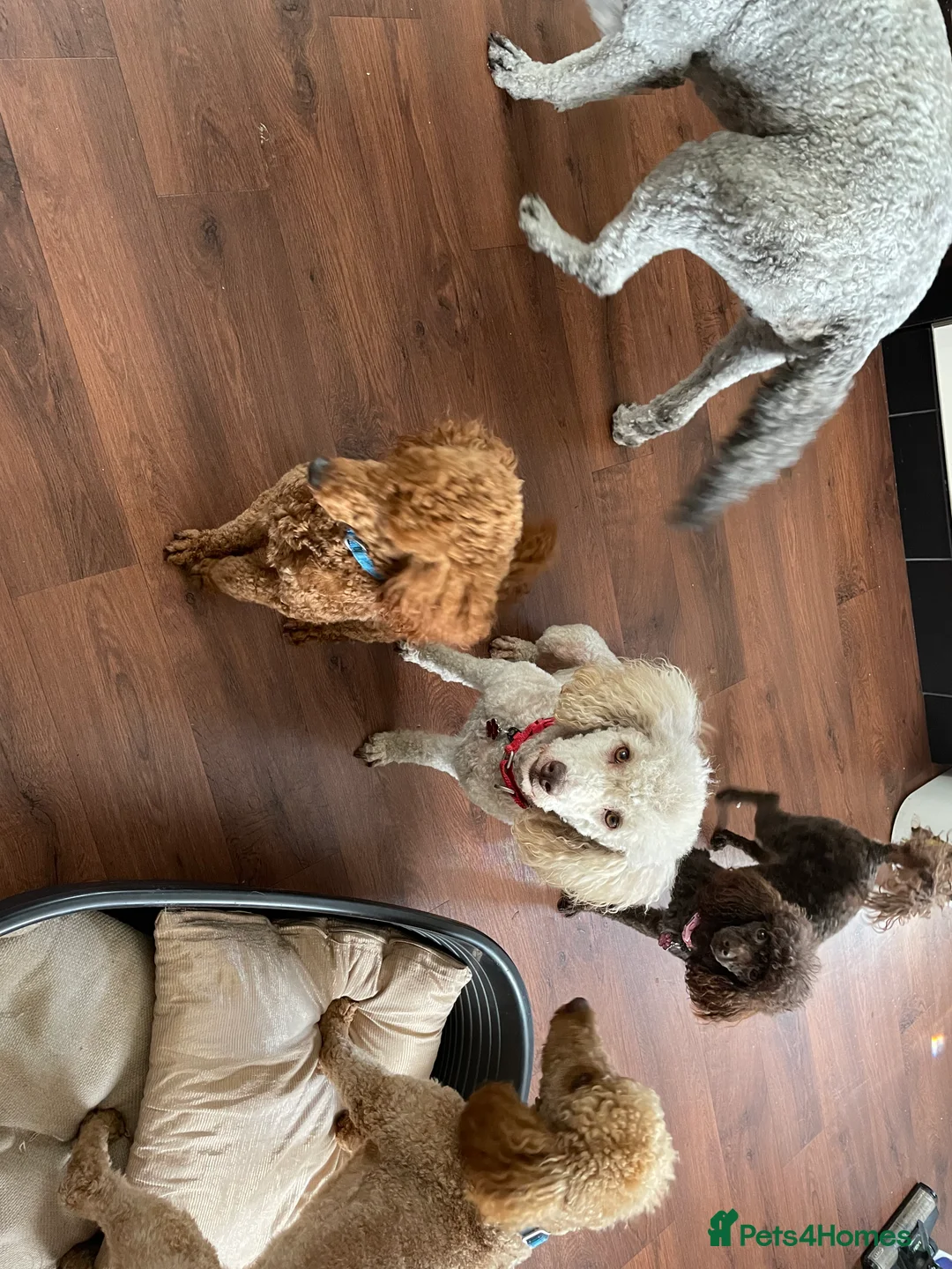 Miniature Poodle dogs for stud: Kc miniature poodle  in Wakefield - Advert 3