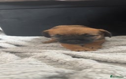 Border Terrier dogs for sale: 2 Lovely border pups - Image 3