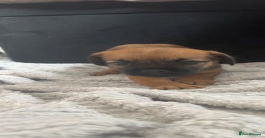Border Terrier dogs - Advert 6
