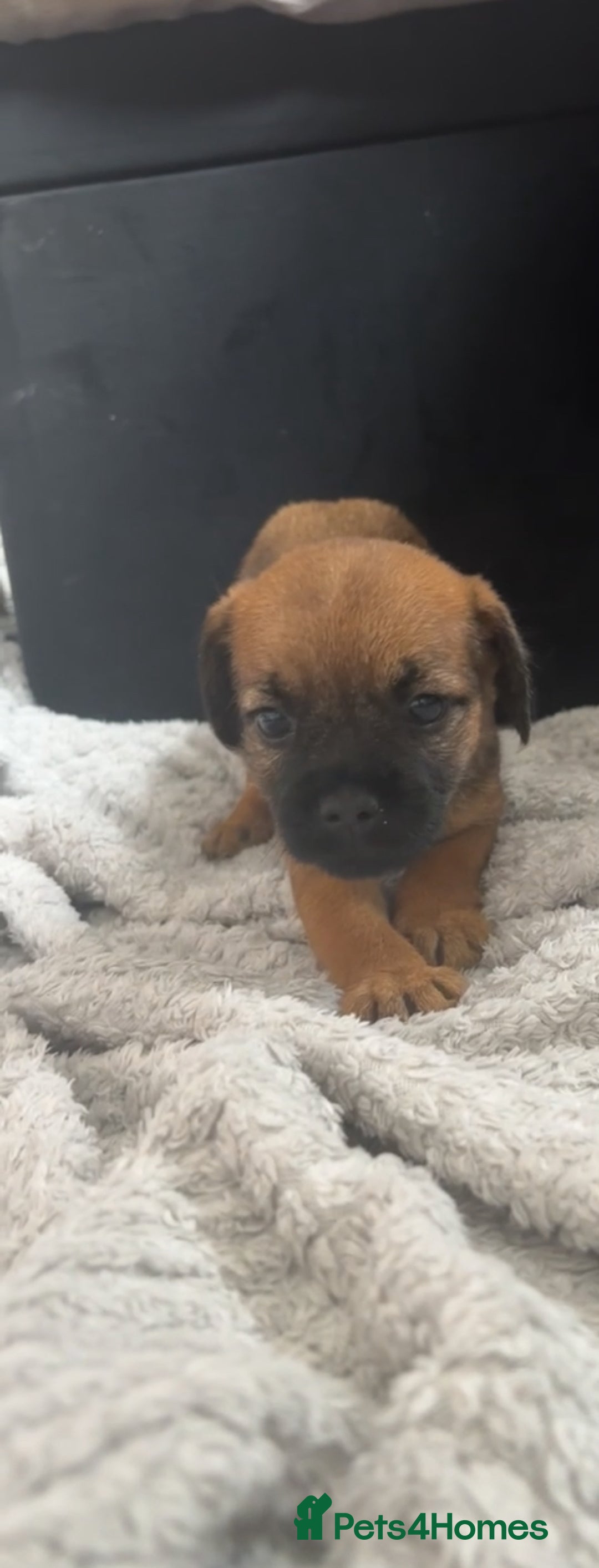 Border Terrier dogs for sale: 2 Lovely border pups - Image 3