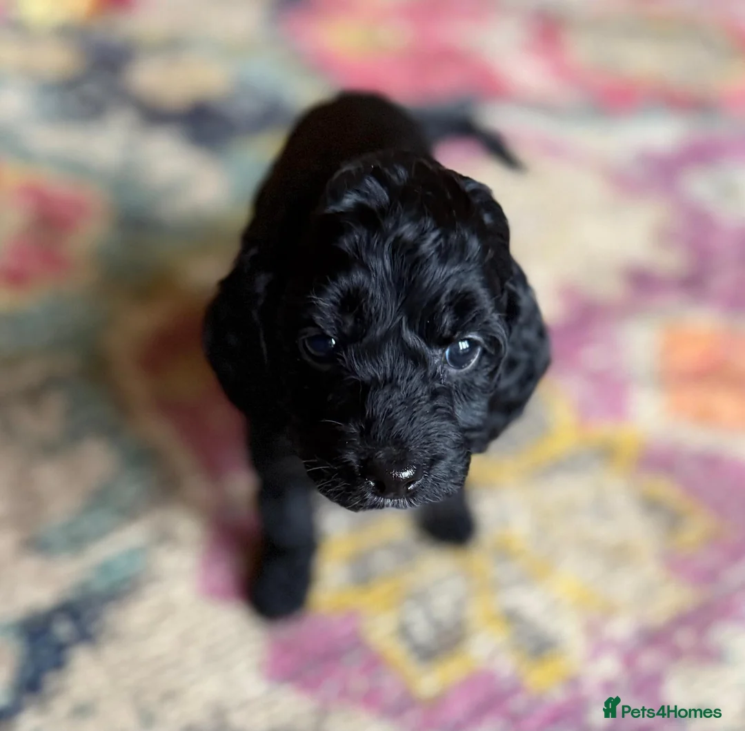 Irish Doodle dogs for sale: Irish Doodles (Mini)  - Advert 7