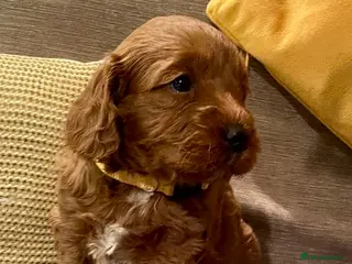 Cockapoo dogs F1b Stunning Cockapoo puppies health checked - Advert 6