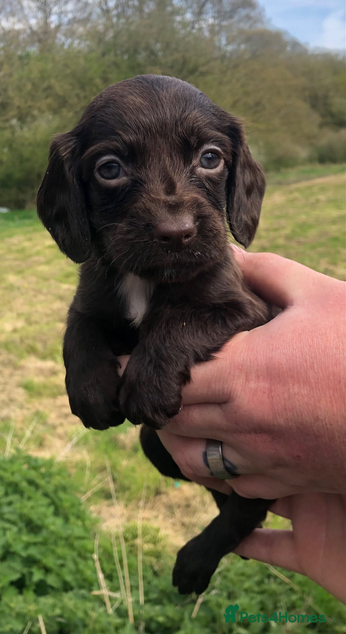 Sprocker dogs 5* F1 Sprocker Puppies - Advert 6