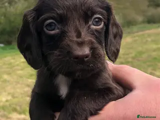 Sprocker dogs 5* F1 Sprocker Puppies - Advert 6