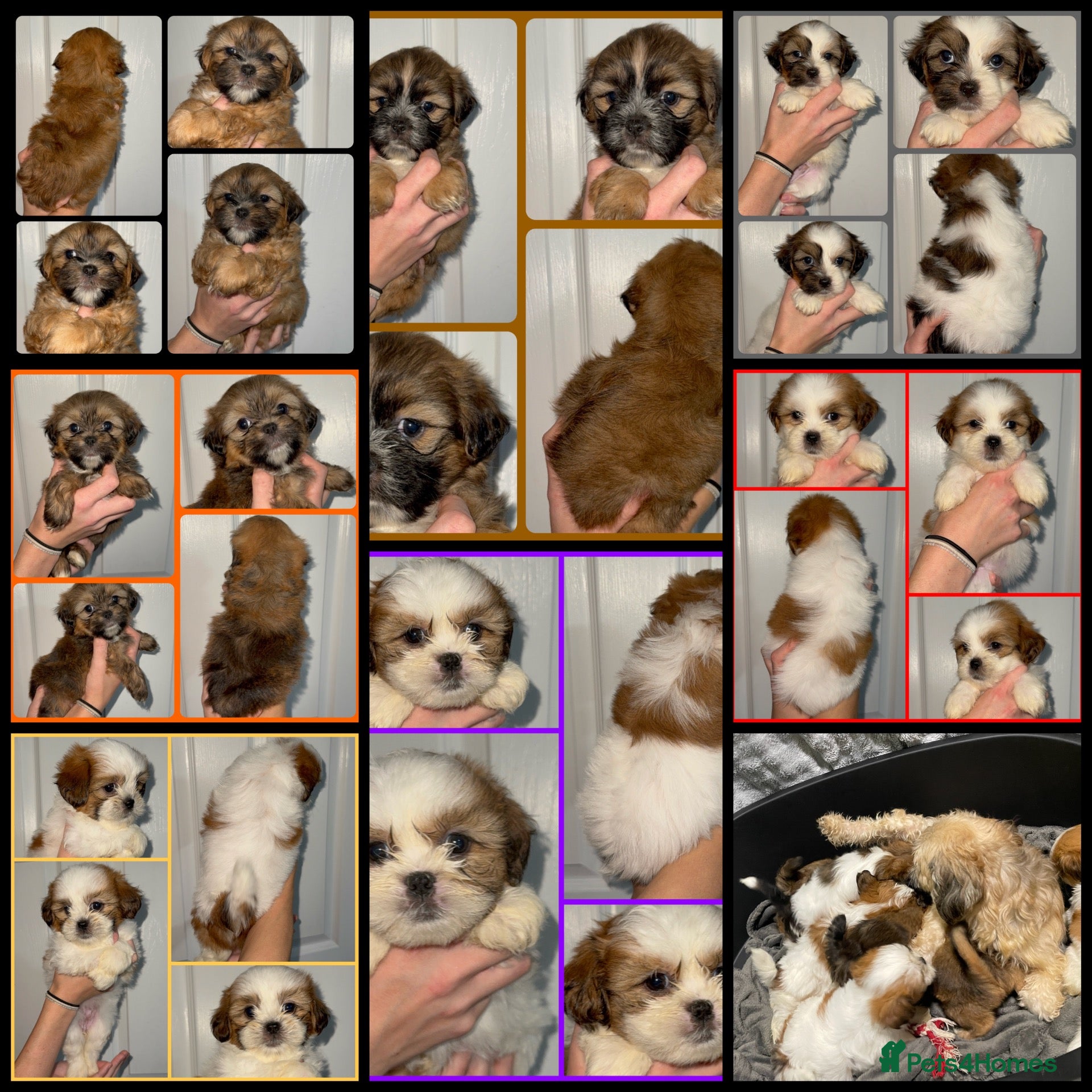 Malshi dogs 🐶💕 GORGEOUS MALSHI PUPPIES 💕🐶 - Advert 2