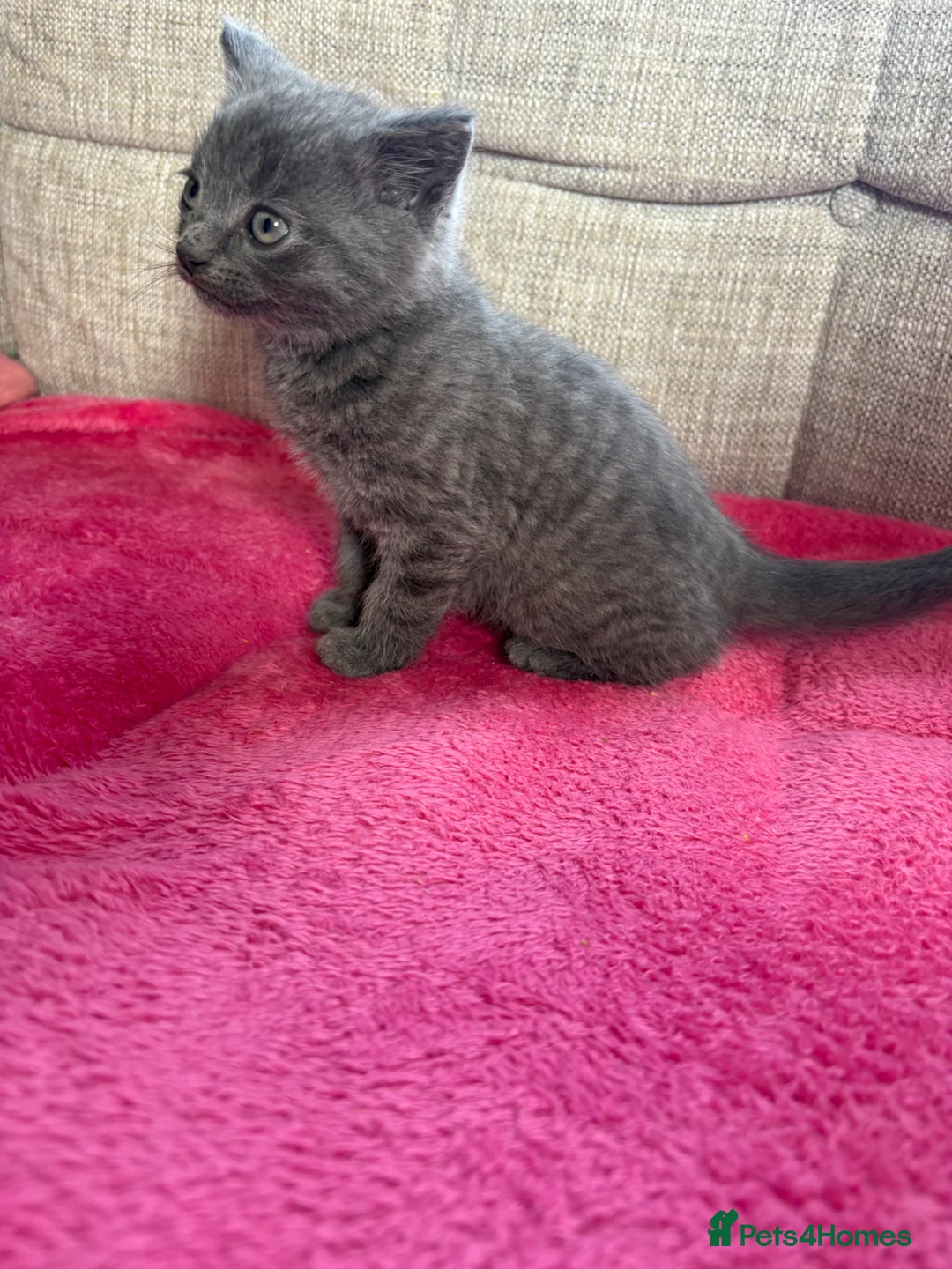 Mixed Breed cats for sale: For sale kittens  - Advert 2