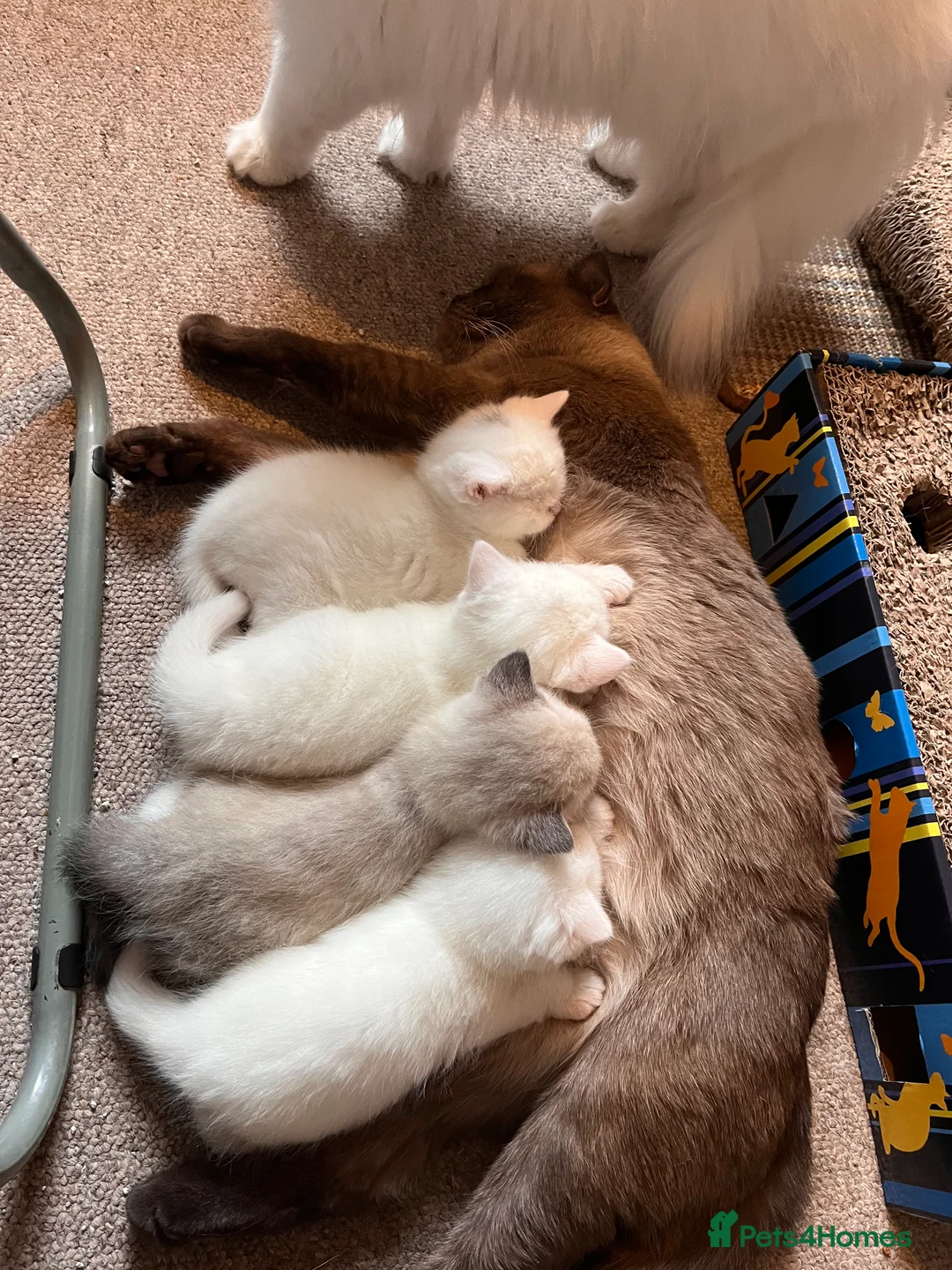 Scottish Fold cats for sale: 🐾Scottish Fold Kittens 🐾  White Little Angels - Advert 2