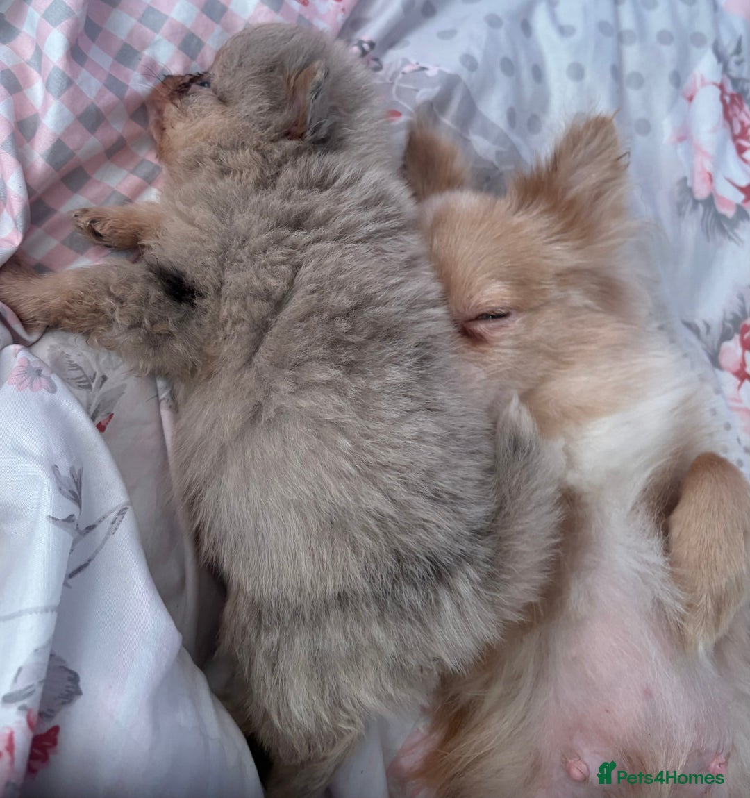 Pomchi dogs for sale: 3/4pom1/4chi PUPS now REDUCED ready in two weeks  - Advert 6