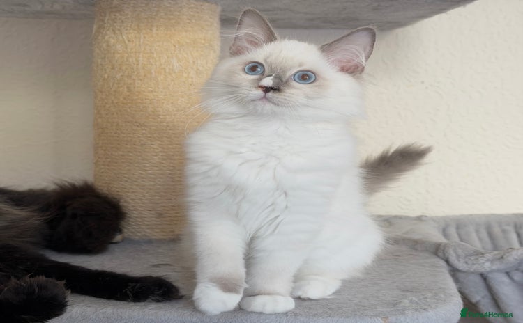 Ragdoll cats - Advert 6