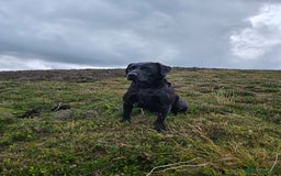 Labrador Retriever dogs for sale: Black labrador puppies working or pet homes - Image 7
