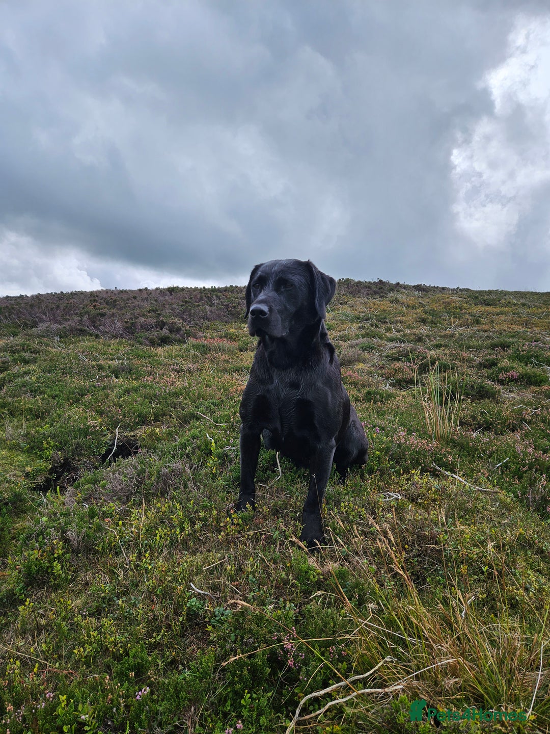 Labrador Retriever dogs for sale: Black labrador puppies working or pet homes - Image 7