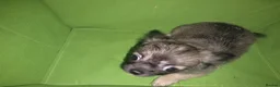 Chihuahua dogs for sale: Quality KC registered puppies  in Chatham - Advert 17